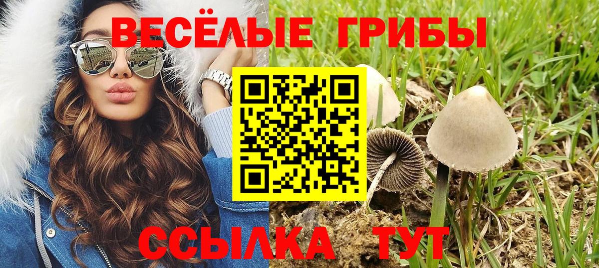 Протвино  купить наркоту  Вход с VPN  Псилоцибиновые грибы Psilocybe 
